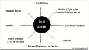 Renal Anemia