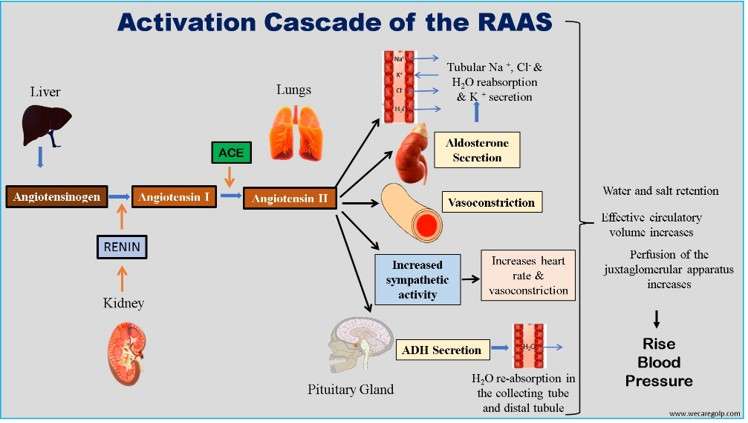 Activation Cascade of the RAAS