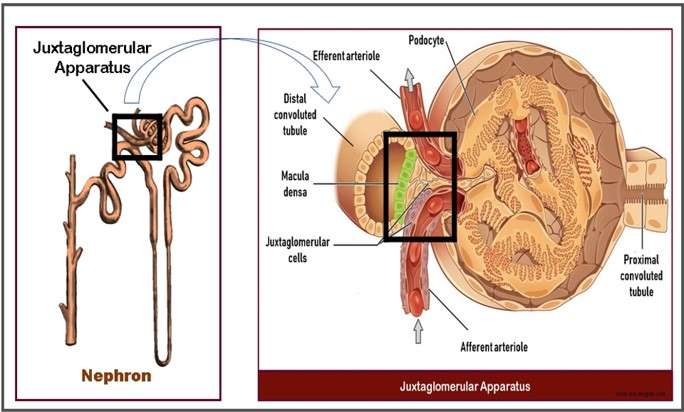 Juxtaglomerular Apparatus