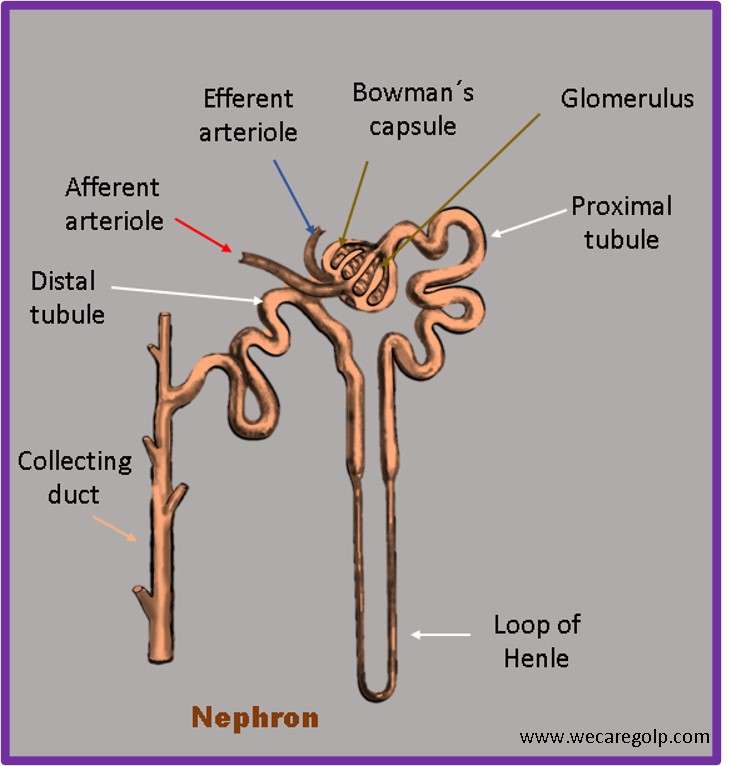 Nephron