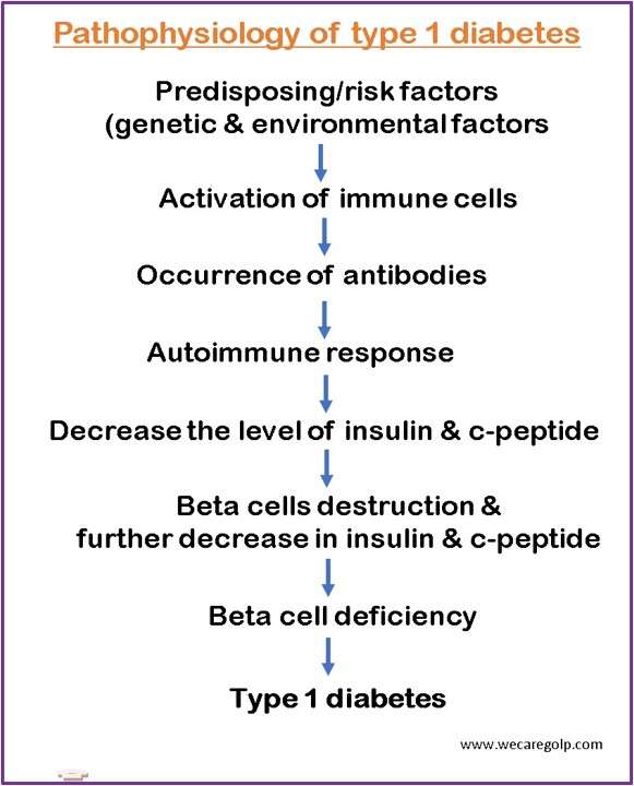Pathophysiology of Type 1 Diabetes
