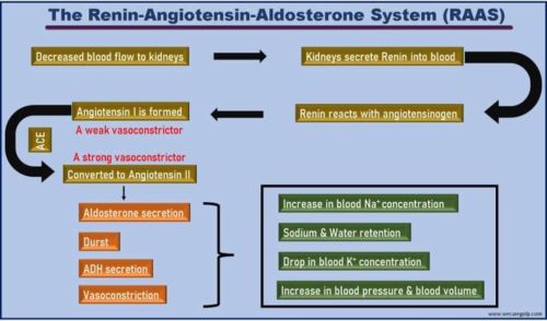 The Renin-Angiotensin-Aldosterone System(RAAS)