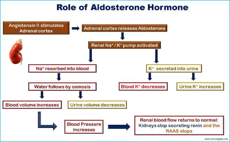 Role of Aldosterone Hormone