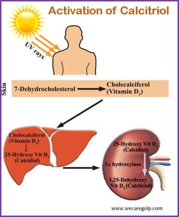 Activation of Vitamin D
