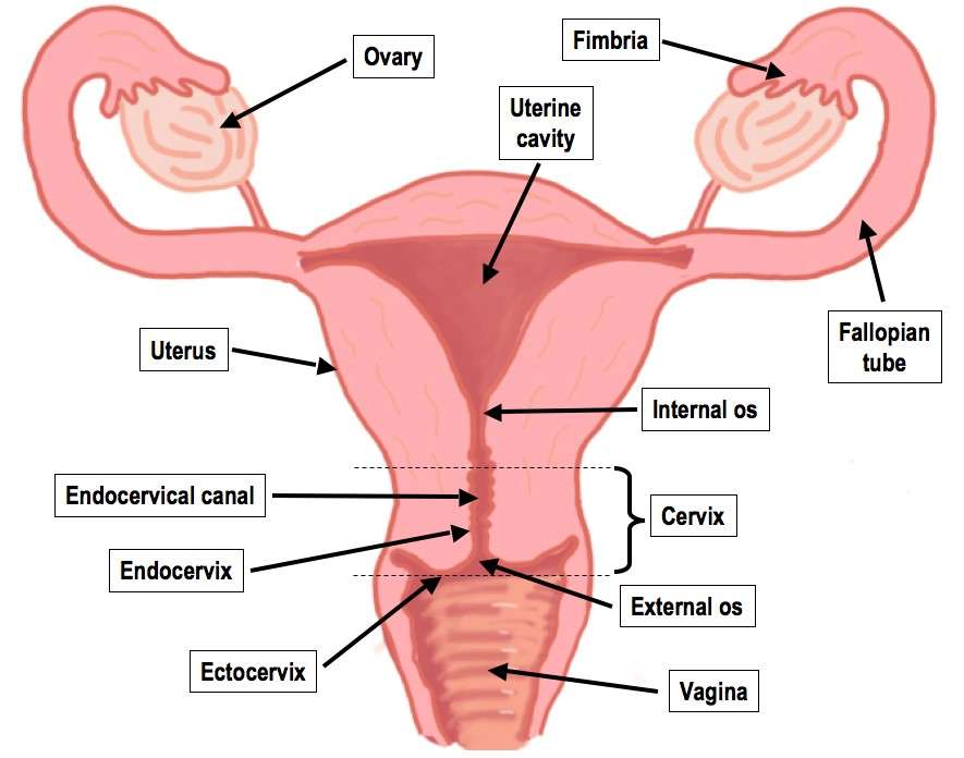 Anatomy of female reproductive system