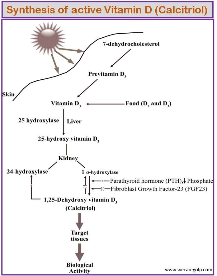 Synthesis of Calcitriol (Vitamin D)