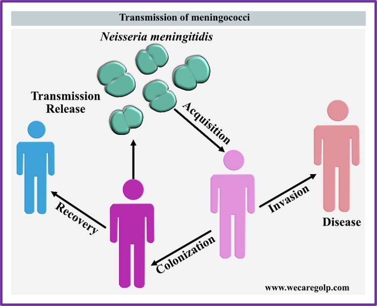 Transmission of Meningococcal Disease