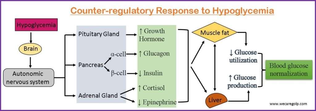 Counter-regulatory Response to Hypoglycemia