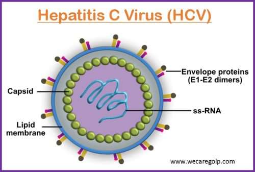 Hepatitis C Virus (HCV)