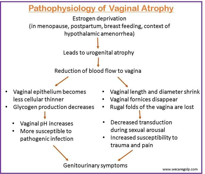 Pathophysiology of Vaginal Atrophy