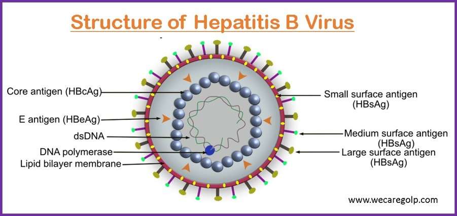 Structure of Hepatitis B Virus