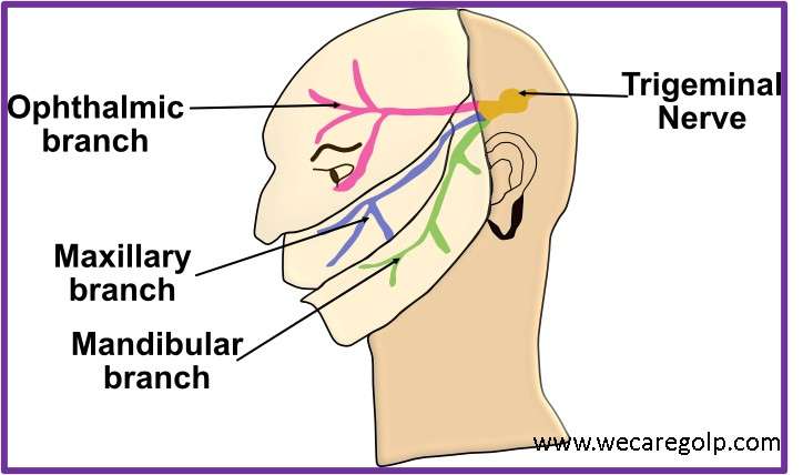 Trigeminal Nerve