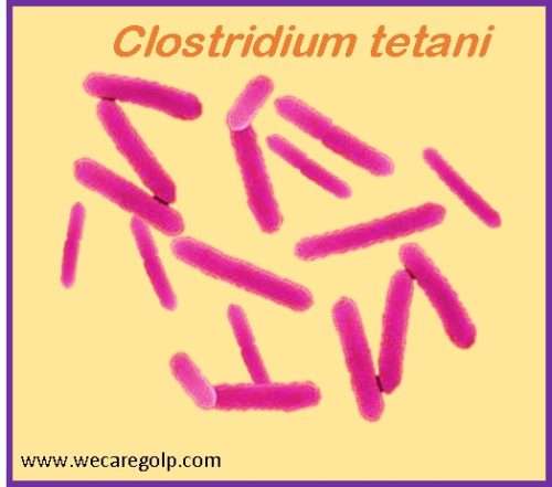 clostridium tetani bacteria