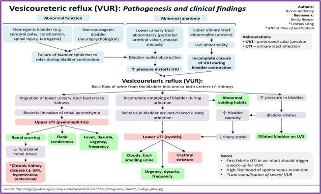 Pathophysiology of VUR