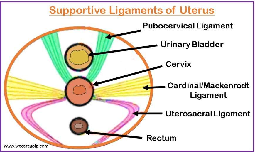 Supportive Ligaments of Uterus