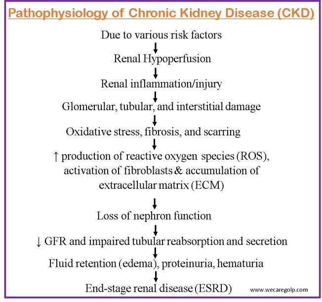 Pathophysiology of CKD