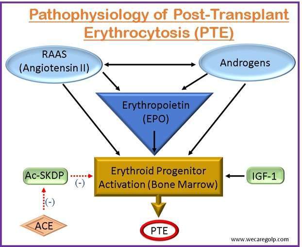 Pathophysiology of Post-Transplant Erythrocytosis (PTE)