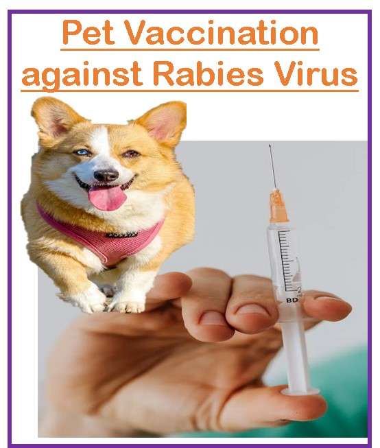 Pet Vaccination against Rabies Virus