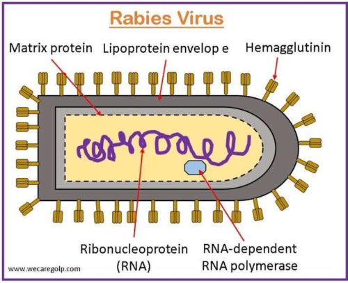 Rabies Virus
