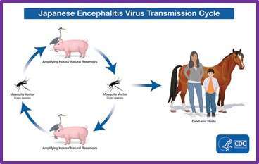 Transmission cycle of Japanese Encephalitis Virus