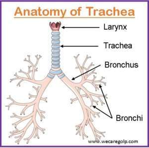 Tracheostomy: Purposes, Indications, Risks - We Care