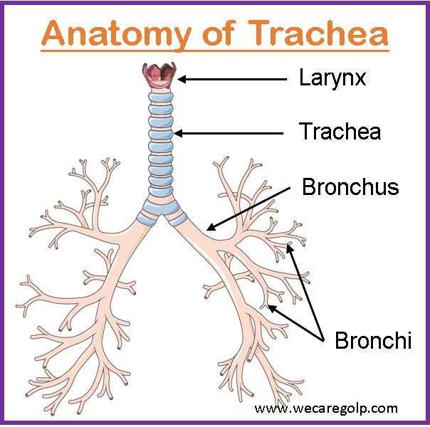Anatomy of Trachea