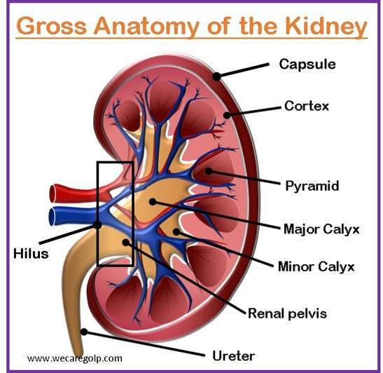 Gross Anatomy of the Kidney