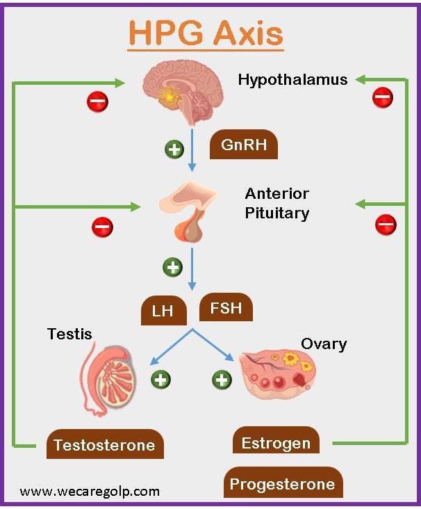 HPG Axis