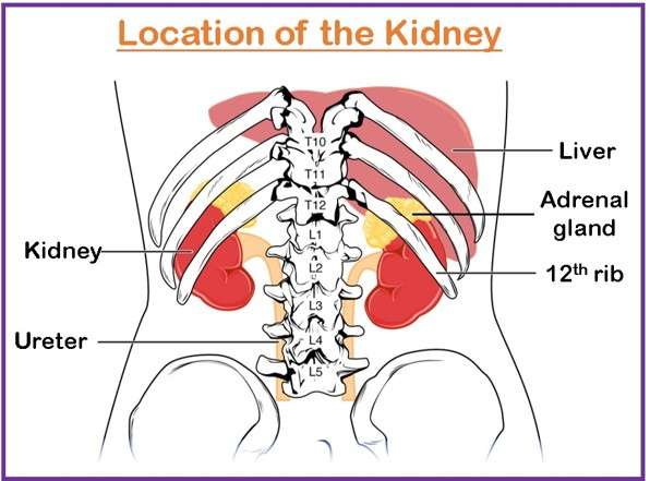 Location of the Kidney