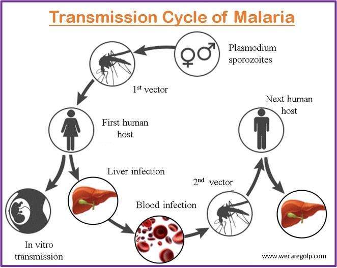 Transmission Cycle of Malaria