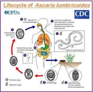 Ascariasis: Causes, Treatment, Prevention - We Care