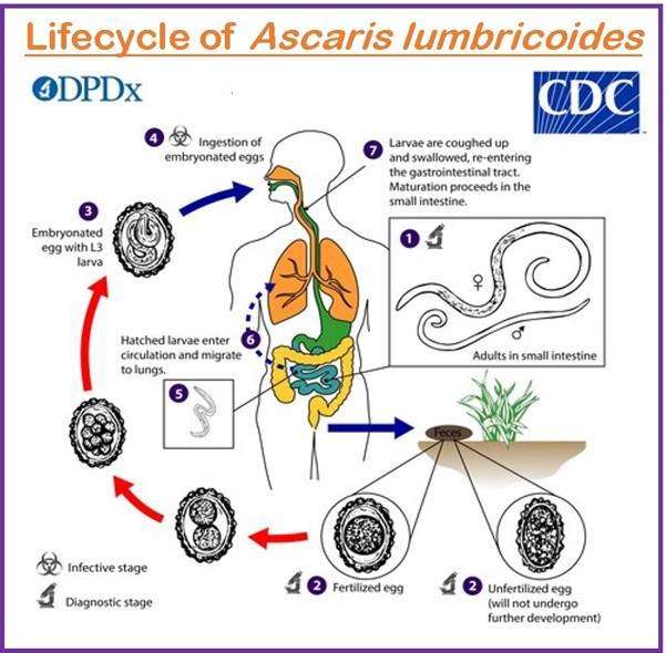 Lifecycle of Ascaris lumbricoides