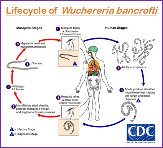 Lifecycle of Wuchereria bancrofti