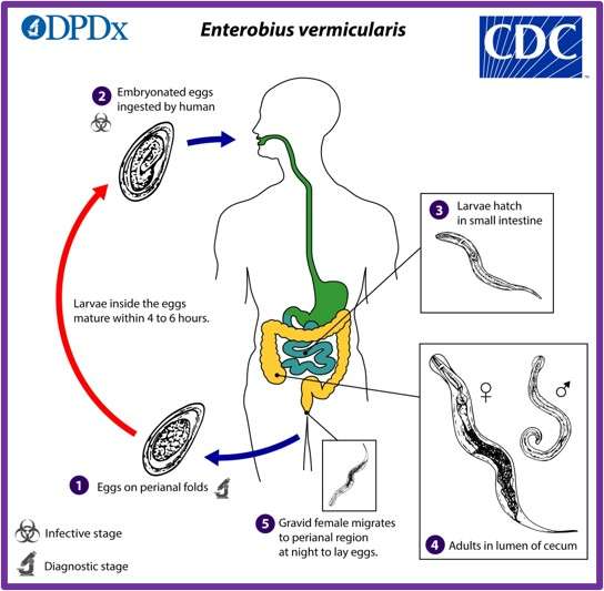 Life Cycle of the Enterobius vermicularis